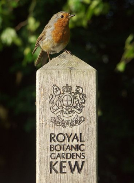 Paaltje in de Royal Botanic Gardens