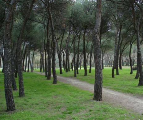 Bomen in het Casa de Campo