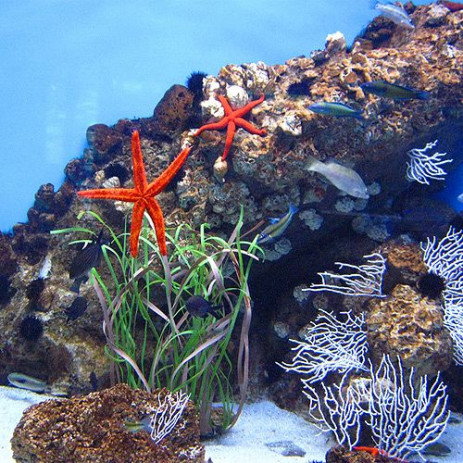 Zeesterren in L’aquarium