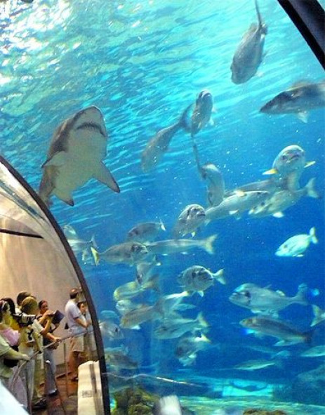 Haaien in L’aquarium