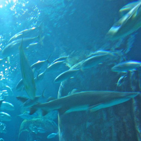 Vissen in het London Aquarium