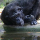 Chimpansee in het Parc Zoològic de Barcelona