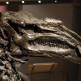 Fossiel in het Museum voor Natuurwetenschappen