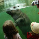 Nijlpaard in de Zoologischer Garten