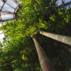 Bamboe in de Botanische Tuin van Berlijn