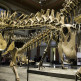 Fossiel in het Museum für Naturkunde